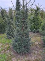 Taxus baccata kluit, Ophalen, Taxus