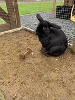 Konijn, Animaux & Accessoires, Mâle, Taille moyenne, 0 à 2 ans
