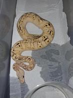 Racks en heel de collectie slangen, Dieren en Toebehoren