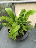 Asplenium Scolopendrium, Tuin en Terras, Ophalen, Halfschaduw