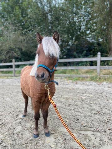 2 lieve pony's zoeken een leuke 5  huisje  beschikbaar voor biedingen