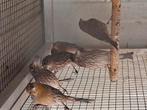 Mexicaanse roodmussen 10euro stuk, Dieren en Toebehoren