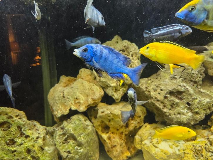 Placidochromis phenochilus – Mdoka White Lips, Animaux & Accessoires, Poissons | Poissons d'aquarium