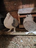 Pigeons satinés, Enlèvement