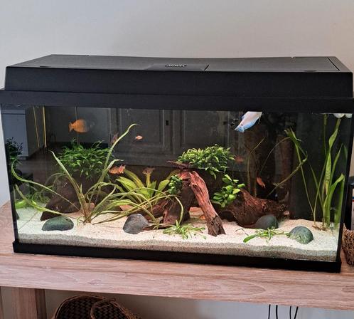 Jewel aquarium, Dieren en Toebehoren, Vissen | Aquaria en Toebehoren, Zo goed als nieuw, Ophalen