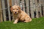 Prachtige medium Labradoodle pups (ouders aanwezig), CDV (hondenziekte), Meerdere, 8 tot 15 weken, Meerdere dieren