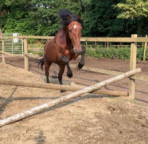 Op zoek naar iemand!!, Dieren en Toebehoren, Pony's, Ruin, B, E pony (1.48m - 1.57m), Springpony, 3 tot 6 jaar, Gechipt, Ontwormd