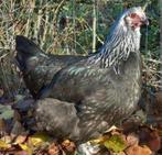 Prachtige hennen, marans, groenlegger,olijflegger. Zie besch, Dieren en Toebehoren, Pluimvee