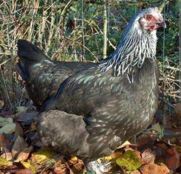 Prachtige hennen, marans, groenlegger,olijflegger. Zie besch beschikbaar voor biedingen