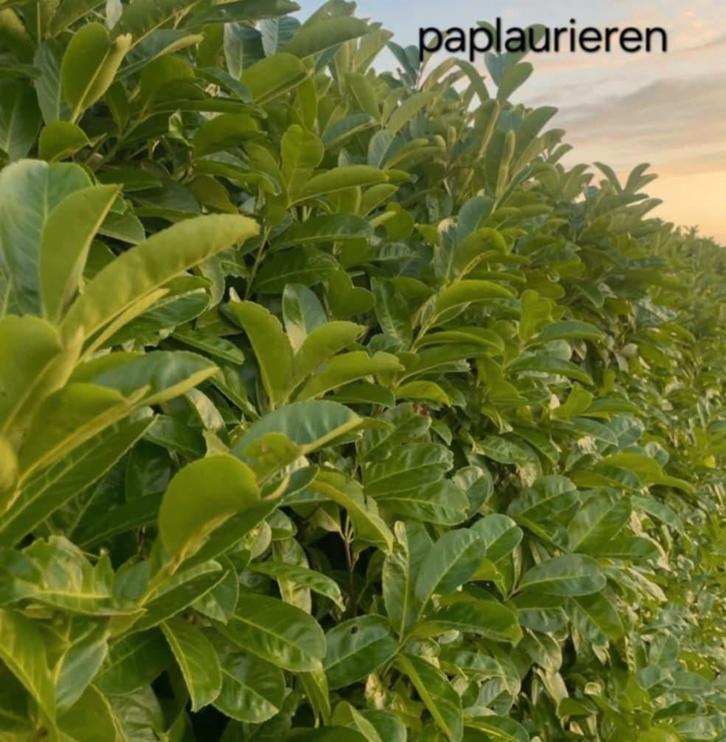 Prunus rotundifolia!, Jardin & Terrasse, Plantes | Arbustes & Haies, Taxus, Enlèvement