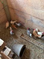 Sebright, Dieren en Toebehoren, Pluimvee, Mannelijk, Kip