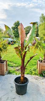 Ensete montbelliardii banaan, Tuin en Terras, Planten | Tuinplanten, Ophalen