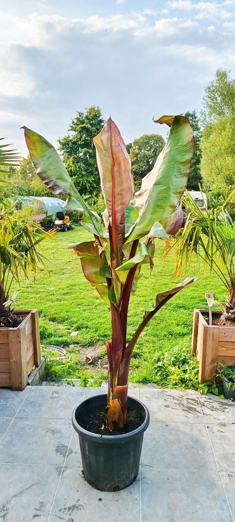 Ensete montbelliardii banaan, Tuin en Terras, Planten | Tuinplanten, Ophalen