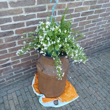 Melkkit, Tuin en Terras, Planten | Tuinplanten, Ophalen