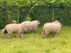 Kerry hill en mix lammeren, Dieren en Toebehoren, Schapen, Geiten en Varkens, Meerdere dieren, Schaap, 0 tot 2 jaar