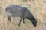 Gotlandschapen: jonge ram met twee kruising ooien., Dieren en Toebehoren, Schapen, Geiten en Varkens, Meerdere dieren, Schaap