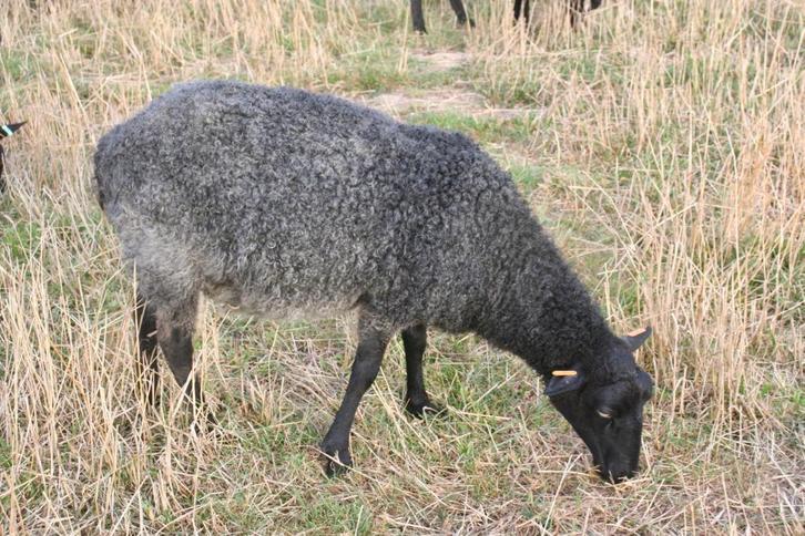 Gotlandschapen: jonge ram met twee kruising ooien., Dieren en Toebehoren, Schapen, Geiten en Varkens, Schaap, Meerdere dieren