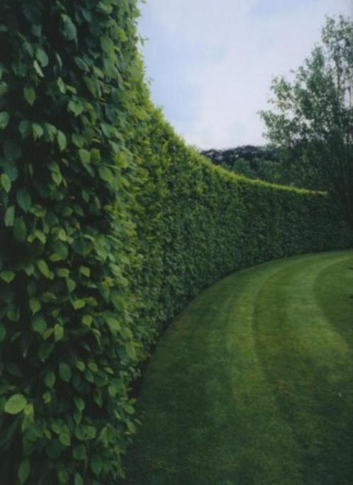 Entretien jardin, nettoyage terrasse. Ramassage des feuilles, Diensten en Vakmensen, Tuinmannen en Stratenmakers, Tuinonderhoud of Snoeiwerk