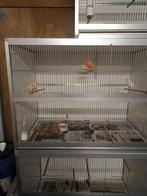 Mozaïek rood man, Dieren en Toebehoren, Vogels | Kanaries, Mannelijk, Kleurkanarie