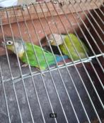 Bewezen koppel pyrrhura, Dieren en Toebehoren, Vogels | Parkieten en Papegaaien, Meerdere dieren, Parkiet, Geringd