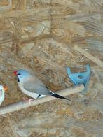 Spitsstaart amadine, Dieren en Toebehoren, Vogels | Overige Vogels