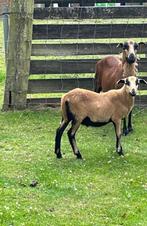 1 prachtig Kameroen schaap rammetje/bokje, Dieren en Toebehoren, Schapen, Geiten en Varkens, Mannelijk, Schaap, 0 tot 2 jaar