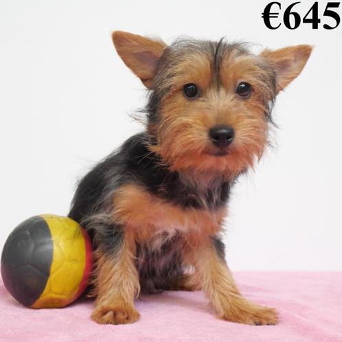 X type Yorkshire - chiots à vendre (Belges), Animaux & Accessoires, Chiens | Jack Russell & Terriers, Plusieurs animaux, Yorkshire Terrier