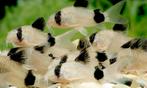 Panda Corydoras High Grade!, Dieren en Toebehoren, Vis, Zoetwatervis, Schoolvis