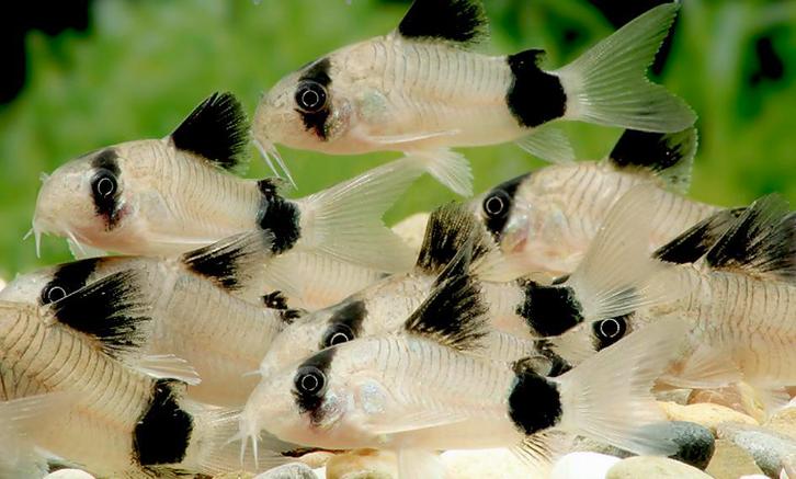 Panda Corydoras High Grade!, Dieren en Toebehoren, Vissen | Aquariumvissen, Zoetwatervis, Vis, Schoolvis
