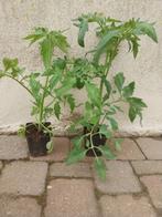 Tomaten plantjes, Tuin en Terras, Planten | Tuinplanten, Ophalen of Verzenden