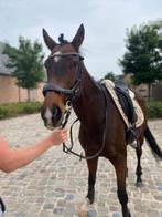 Paard, Dieren en Toebehoren, Paarden, Gechipt, Ruin, Zadelmak, 7 tot 10 jaar