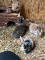 Kleine konijntjes, Dieren en Toebehoren, Konijnen, Meerdere dieren, Klein, 0 tot 2 jaar