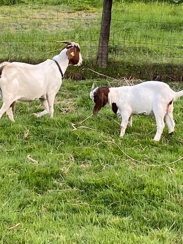 Mie met lam te koop, Femelle, Chèvre, 0 à 2 ans