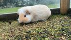 Mannentjes Cavia te koop, Boeken, Dieren en Huisdieren, Ophalen of Verzenden