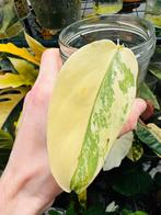 Philodendron silver sword variegata gewortelde stek, Ophalen, 200 cm of meer, Overige soorten, Halfschaduw