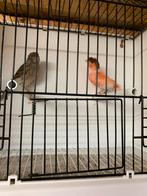 Harlekijn kanaries, Dieren en Toebehoren