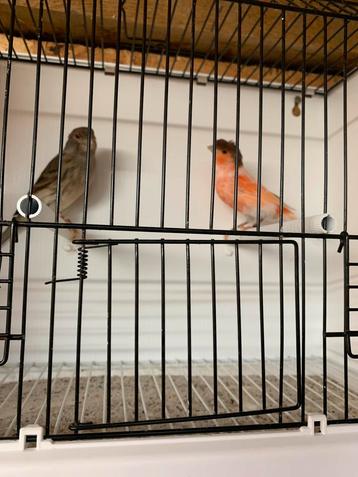 Harlekijn kanaries beschikbaar voor biedingen