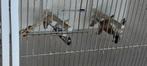 Japanse meeuwtjes, Dieren en Toebehoren, Vogels | Duiven, Overige soorten