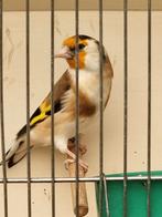 Distelvink pop wildkleur split witkop., Dieren en Toebehoren, Vogels | Overige Vogels, Vrouwelijk, Wildzangvogel, Geringd