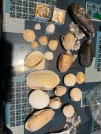 Schelpen, Verzamelen, Mineralen en Fossielen, Ophalen of Verzenden, Schelp(en)
