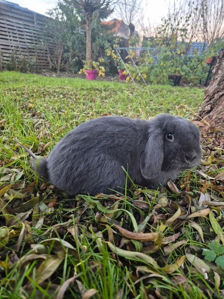 Nederlandse hangoordwerg ram, Dieren en Toebehoren, Konijnen, Dwerg, Mannelijk, 0 tot 2 jaar, Hangoor