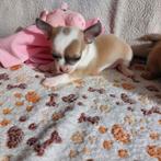 Zuiverras chichuahua, Dieren en Toebehoren, Honden | Bulldogs, Pinschers en Molossers, België, Particulier, Overige rassen, CDV (hondenziekte)