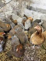 Brahma naine perdrix doré et argenté, Dieren en Toebehoren, Pluimvee