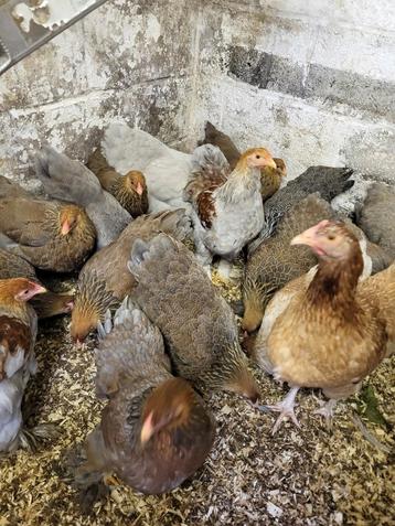 Brahma naine perdrix doré et argenté  beschikbaar voor biedingen
