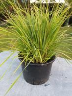 Calamagrostis Brachytricha, Tuin en Terras, Planten | Tuinplanten, Ophalen, Halfschaduw