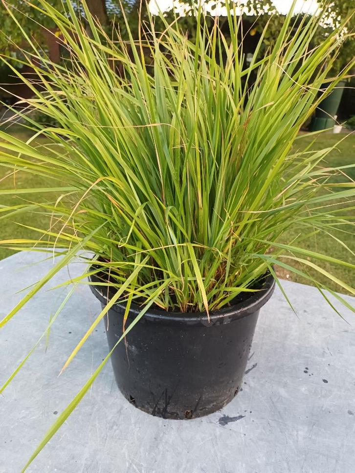 Calamagrostis Brachytricha, Tuin en Terras, Planten | Tuinplanten, Halfschaduw, Ophalen