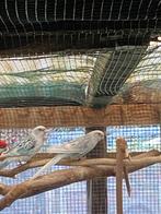 Rosella's, Dieren en Toebehoren, Meerdere dieren, Parkiet, Geringd