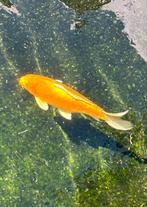 Japanse Koi Doitsu Yambuki, Dieren en Toebehoren, Karper of Koi