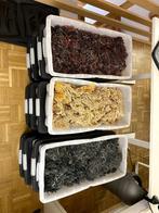 48kg Seamoss (Golden • Green • Purple) Bulk – St. Lucia, Enlèvement ou Envoi