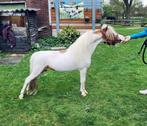 Te koop, hengst, BMP, NMPRS, minipaard, miniatuurpaard, pony, Gechipt, Niet van toepassing, Hengst, A pony (tot 1.17m)